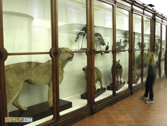musee tag ovalp com