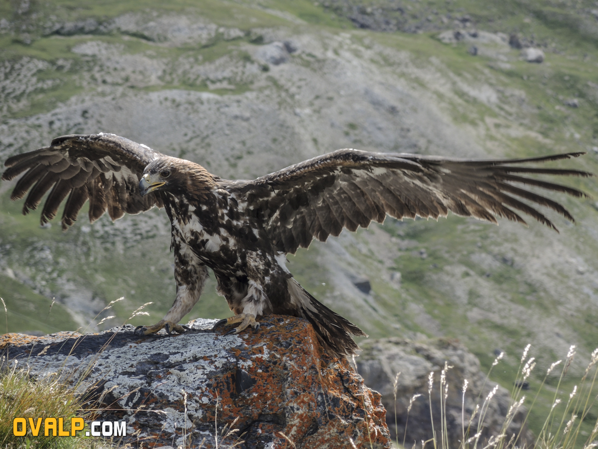 Lacher aigle galibier