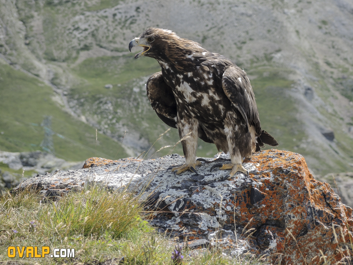 Lacher Aigle Galibier 7