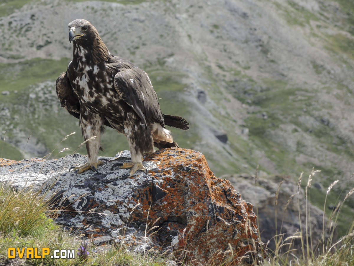Lacher Aigle Galibier 8