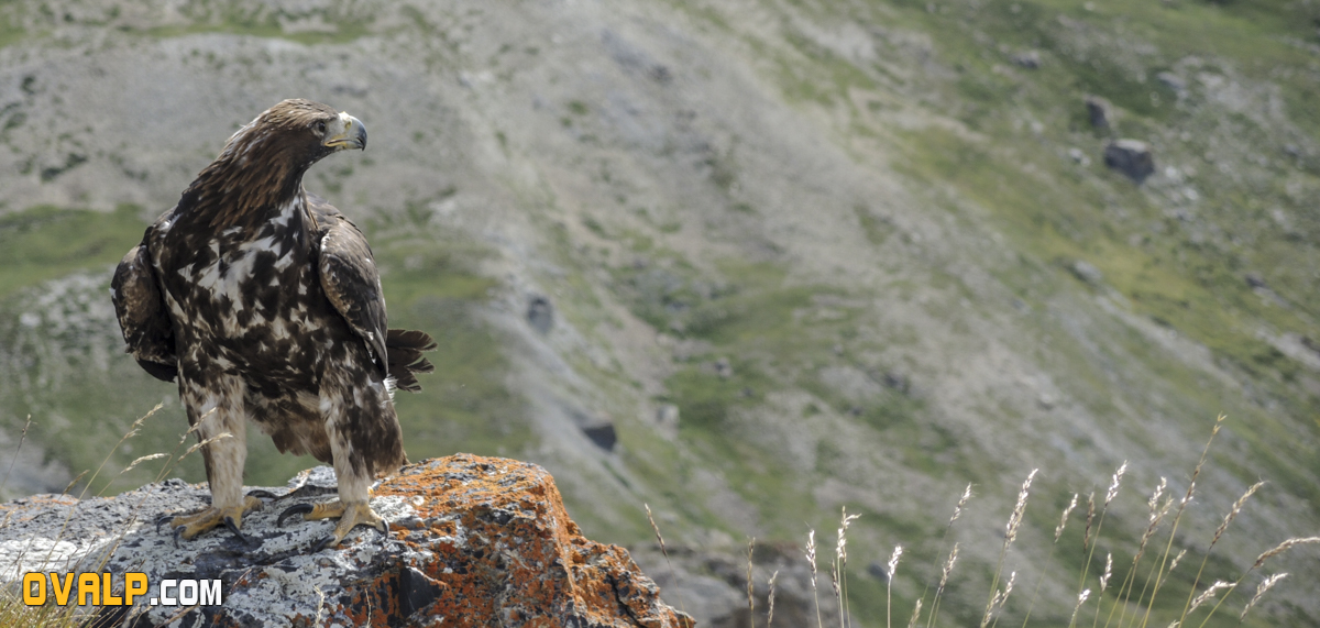 Lacher Aigle Galibier 9