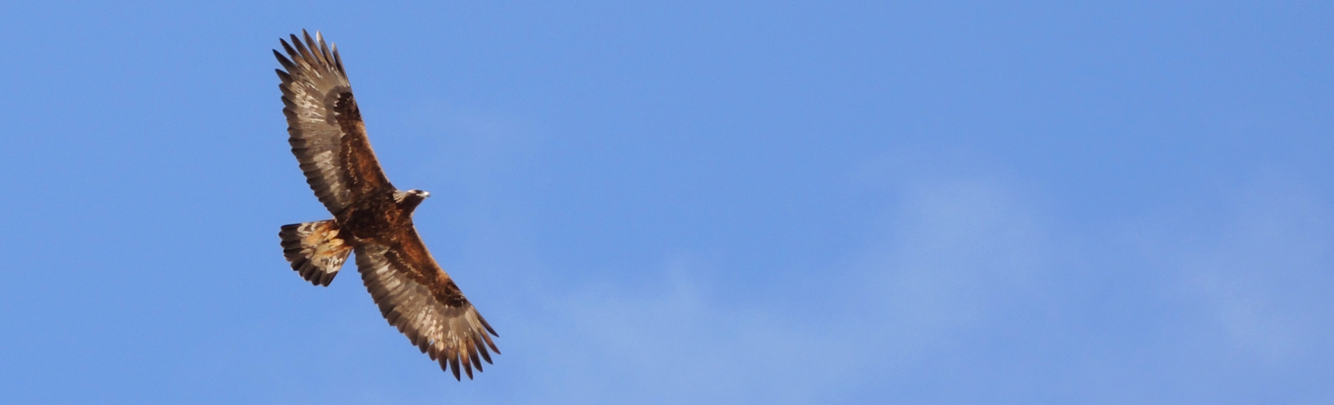 Aigle Hautes Alpes