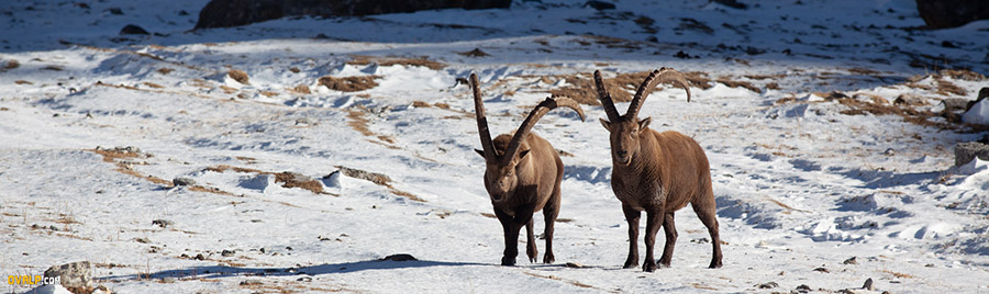 Bouquetins Cerces Hautes Alpes