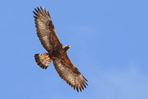 Aigle royal dans le massif des Écrins 