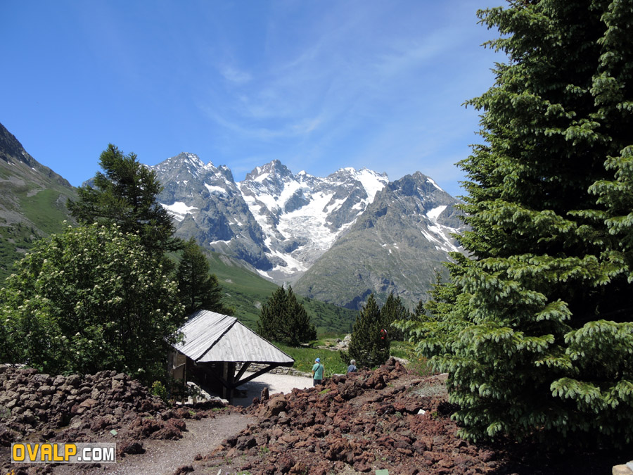 Jardin Alpin Col Lautaret 01