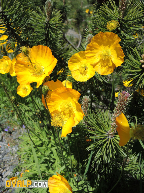 Jardin Alpin Col Lautaret 02