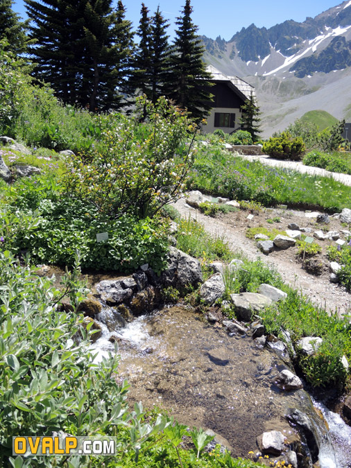 Jardin Alpin Col Lautaret 03