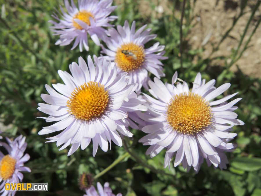 Jardin Alpin Col Lautaret 04