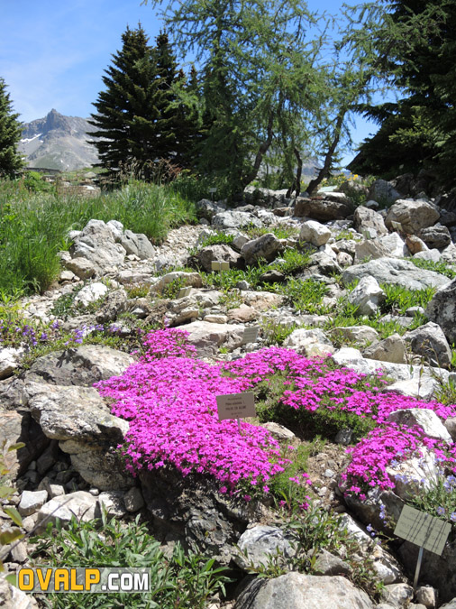 Jardin Alpin Col Lautaret 06