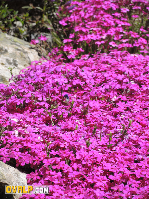 Jardin Alpin Col Lautaret 07