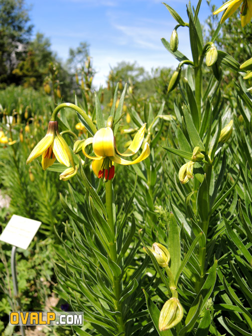 Jardin Alpin Col Lautaret 10