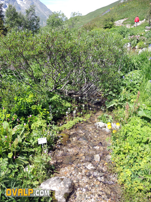 Jardin Alpin Col Lautaret 11