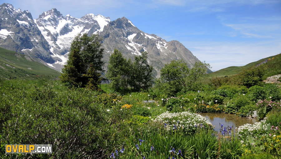 Jardin Alpin Col Lautaret 12