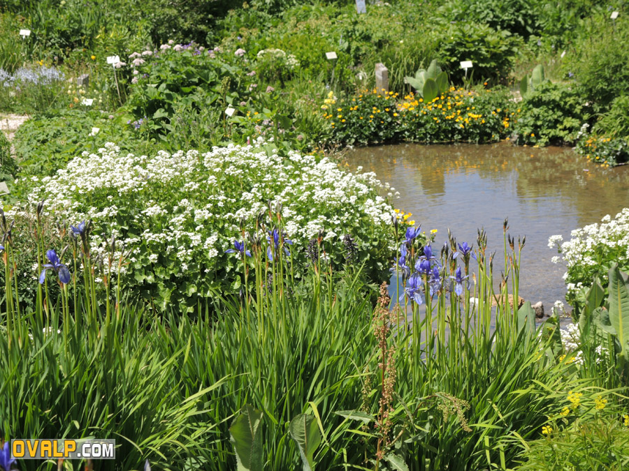 Jardin Alpin Col Lautaret 13