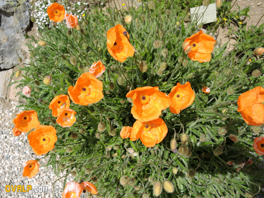 Jardin Alpin Col Lautaret 14