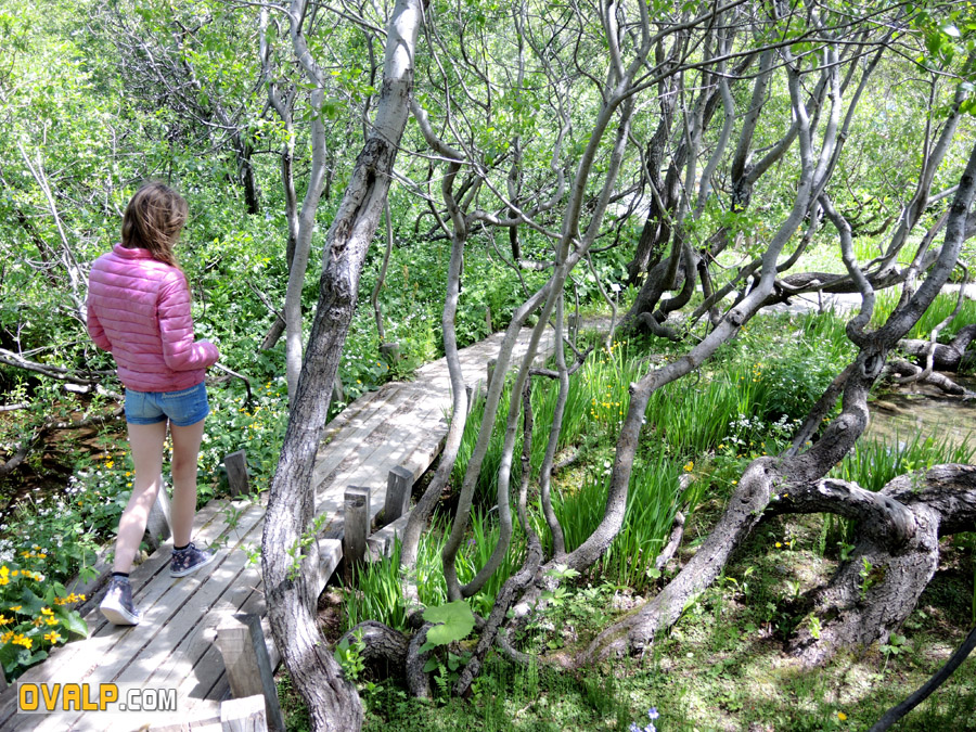 Jardin Alpin Col Lautaret 15