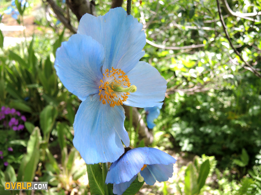 Jardin Alpin Col Lautaret 16