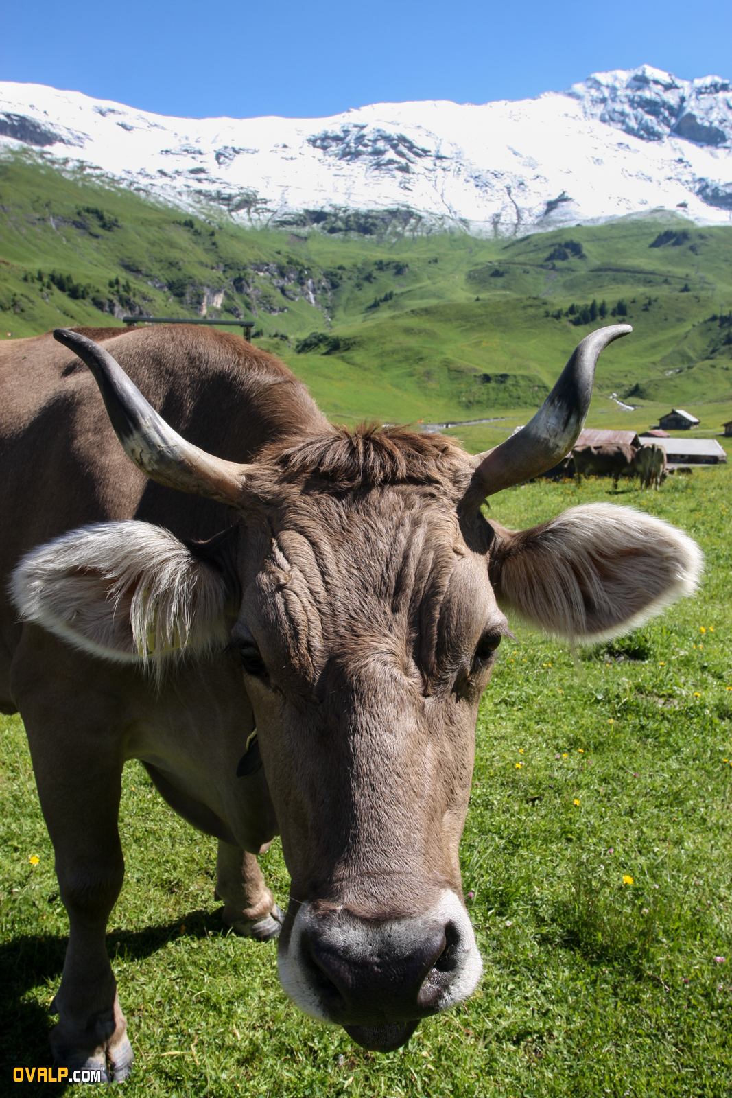 Illustration Suisse