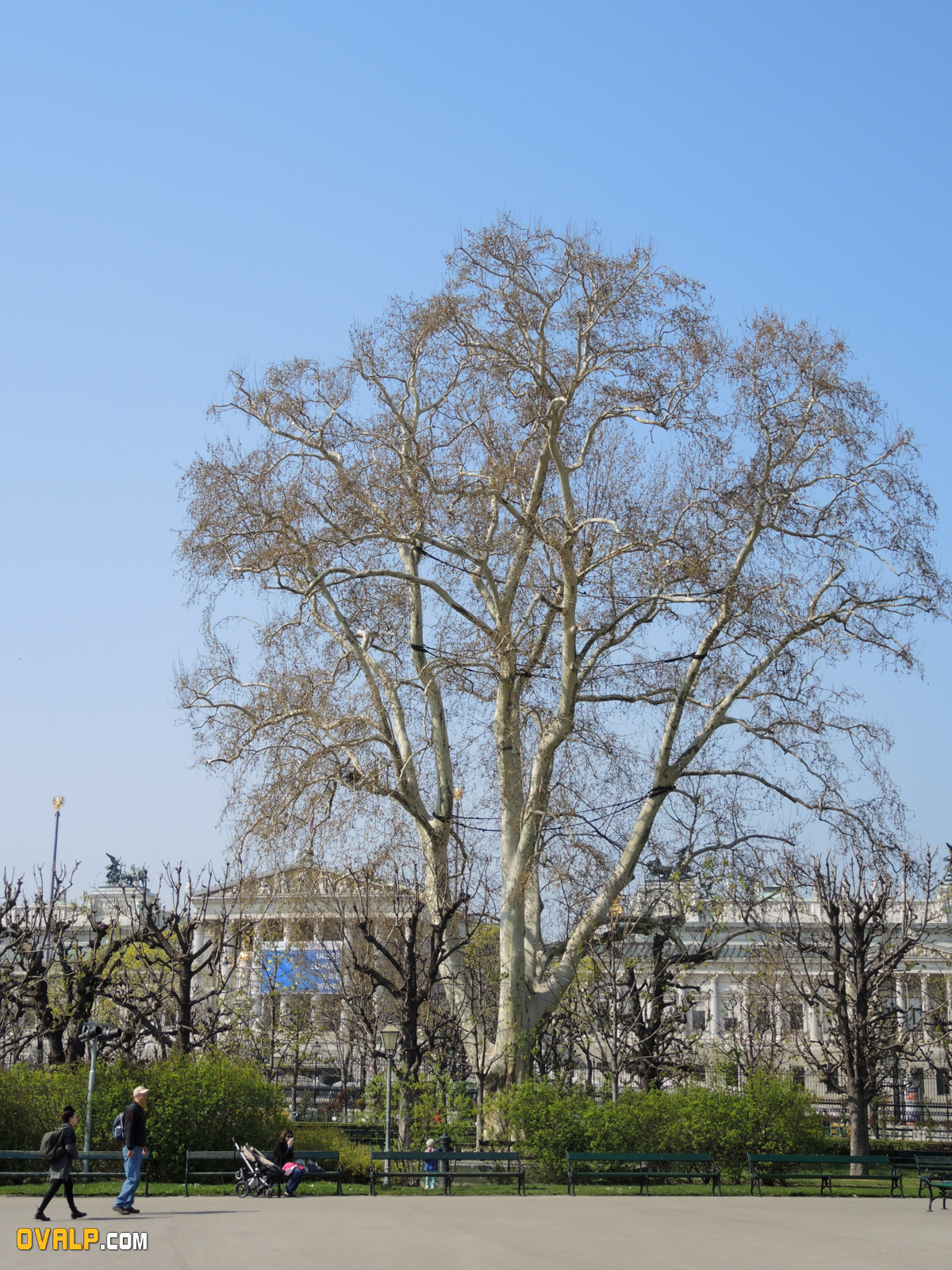 Vienne 14