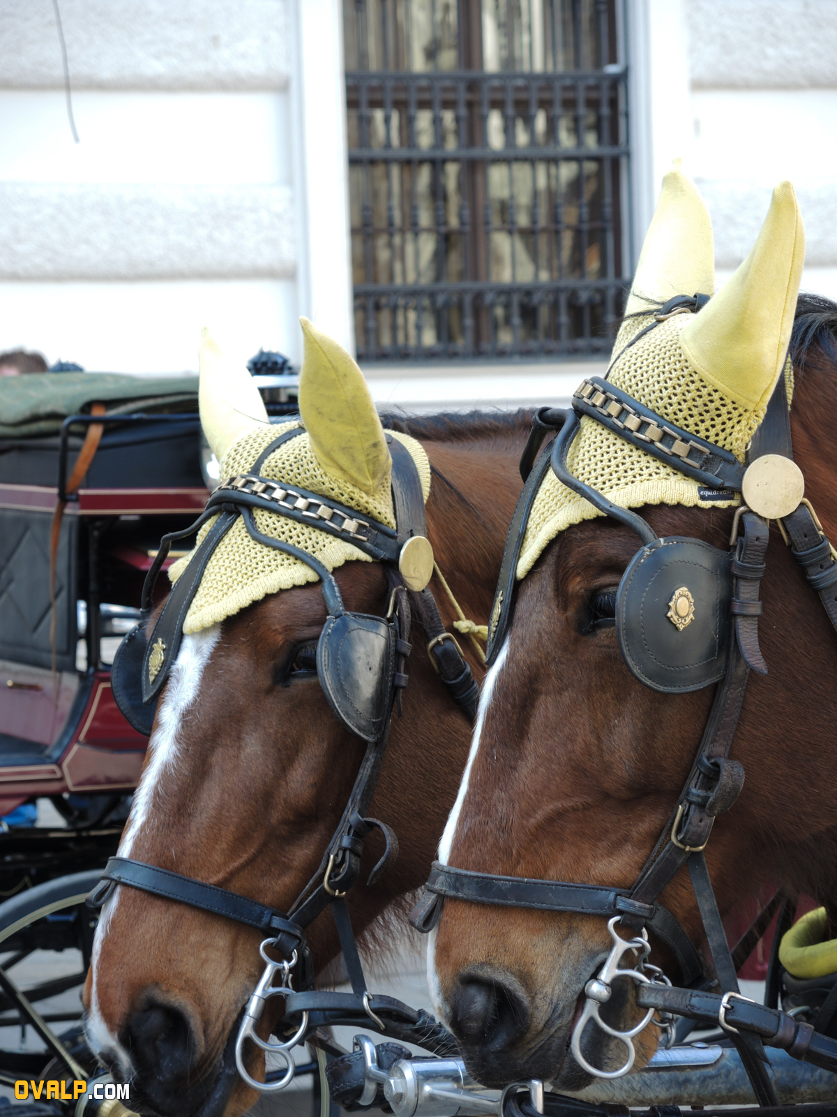 Vienne 17