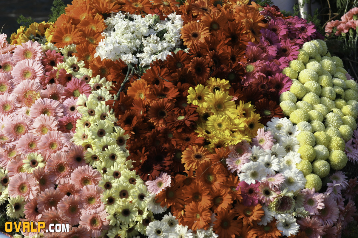 Bataille Fleurs Villefranche 5
