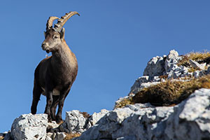 Bouquetins du Vercors