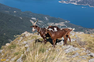 Pic de Morgon