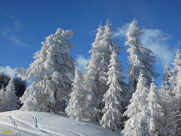 Neige Puy Saint Vincent