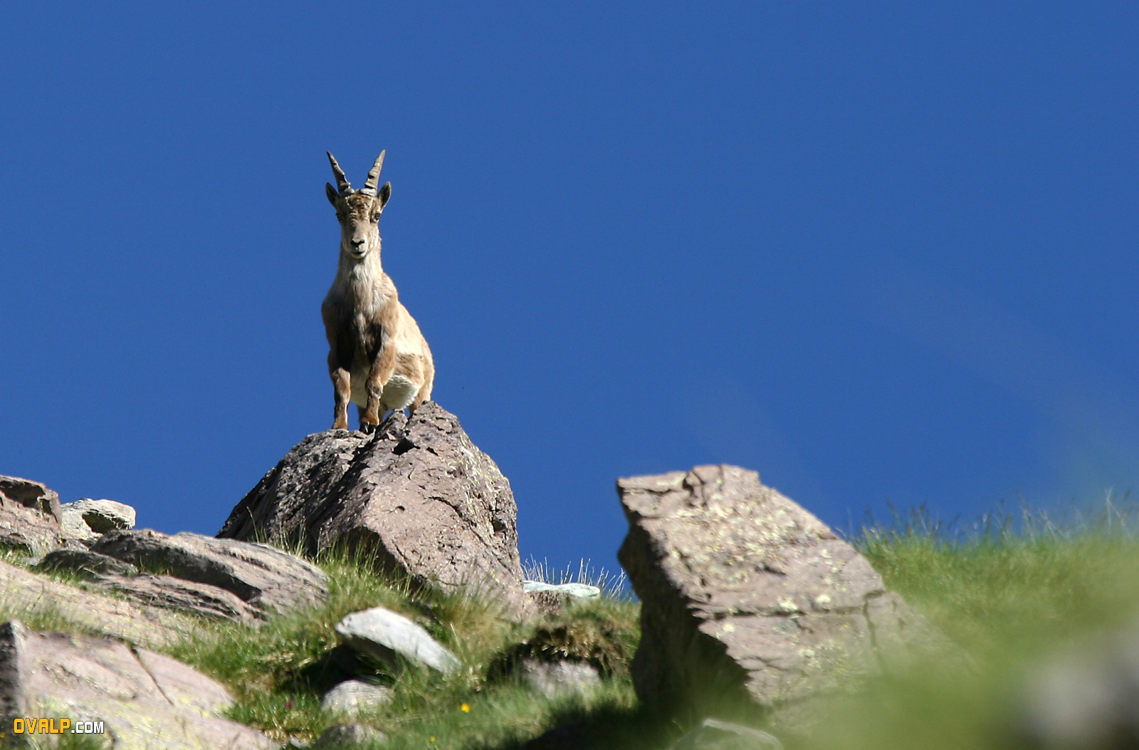 Faune Vallee Merveille Bouquetin 1