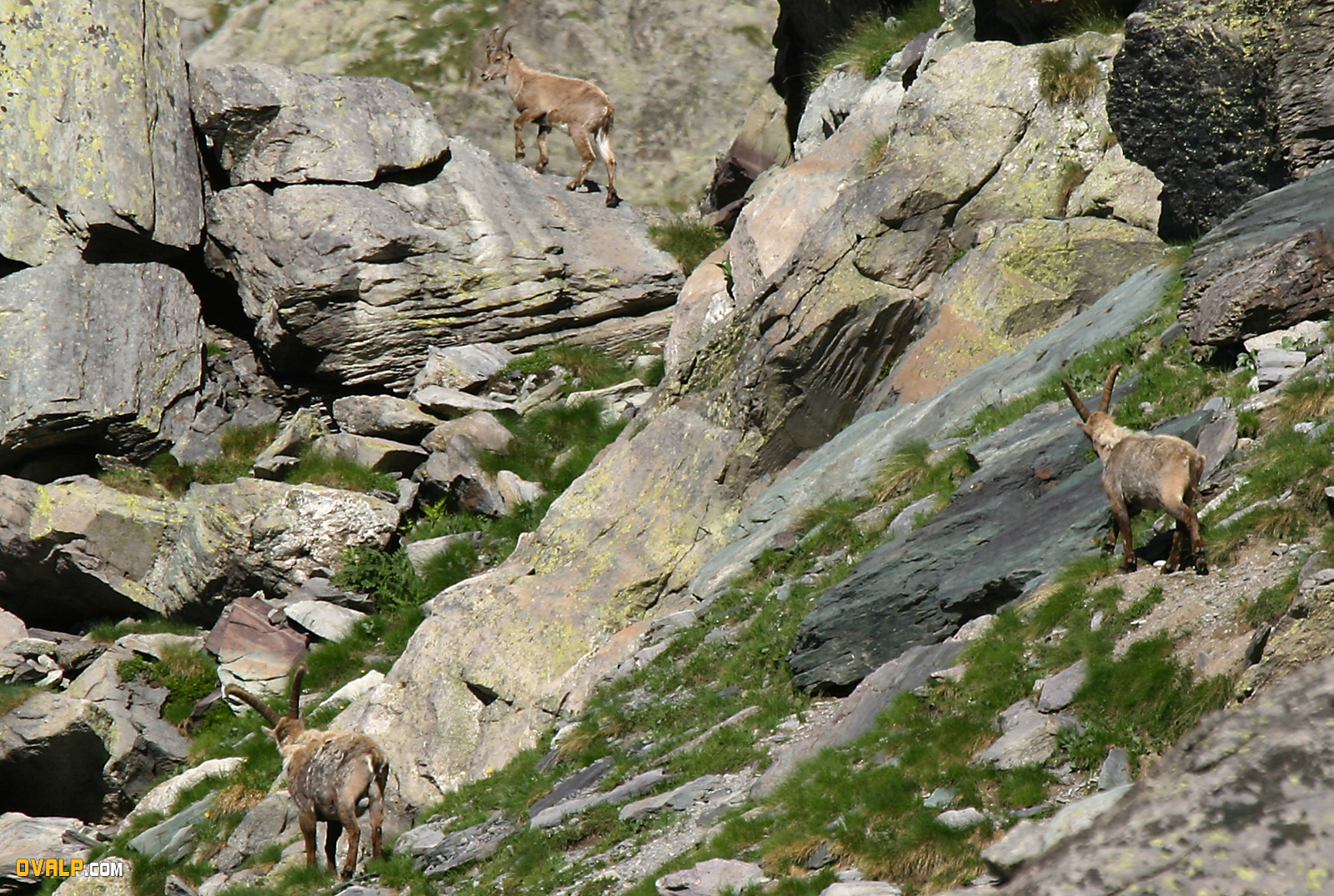 Faune Vallee Merveille Bouquetin 2