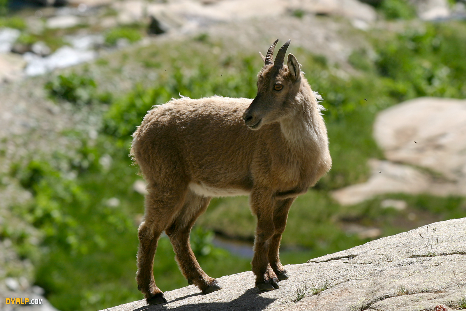 Faune Vallee Merveille Bouquetin 3
