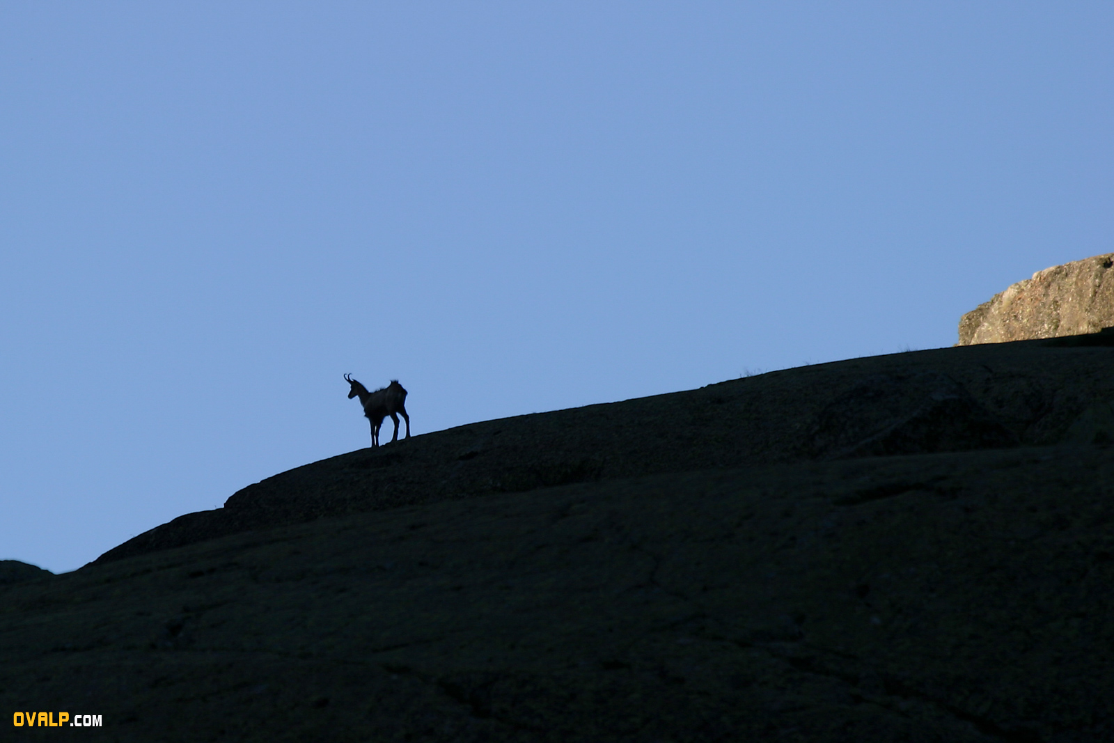Faune Vallee Merveille Chamois 2