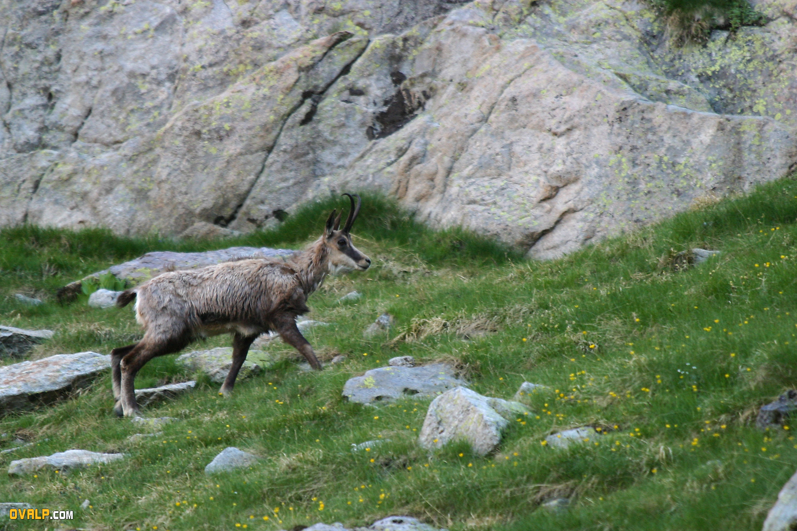 Faune Vallee Merveille Chamois 3