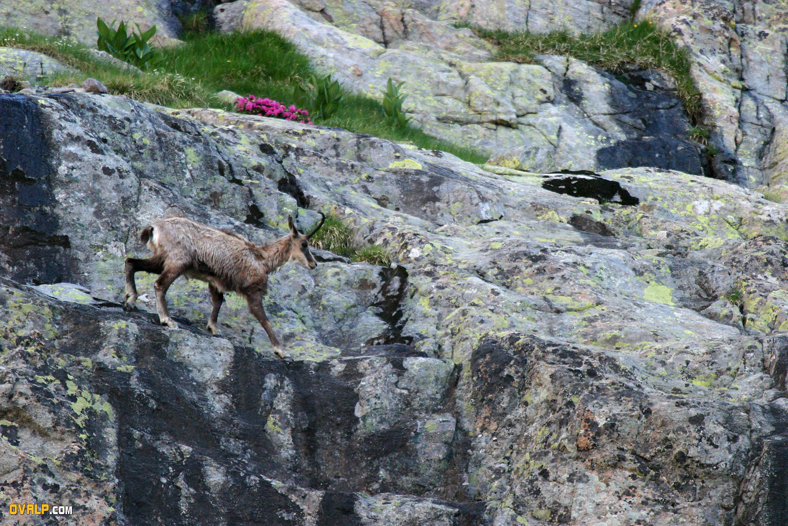 Faune Vallee Merveille Chamois 4
