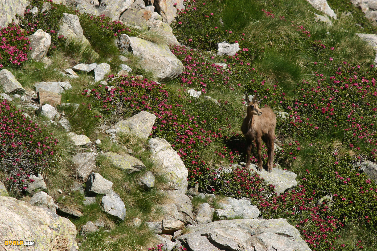 Faune Vallee Merveille Chamois 5