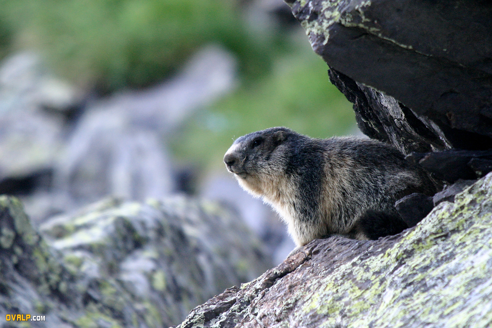 Faune Vallee Merveille Marmotte