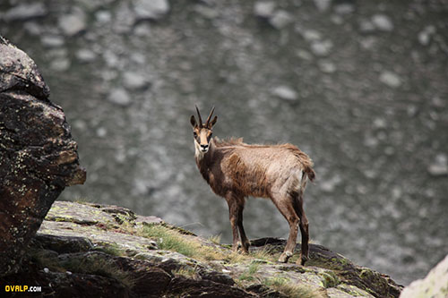Chamois vallée des merveilles faune