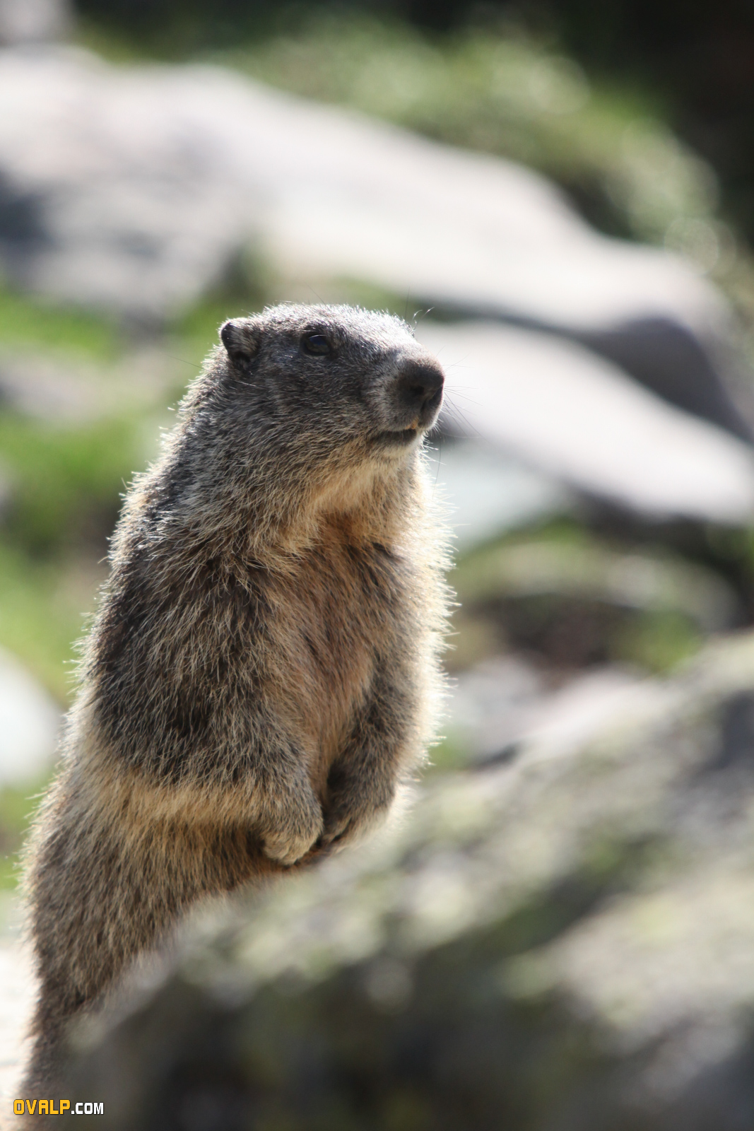 Marmotte Vallee Merveille Faune
