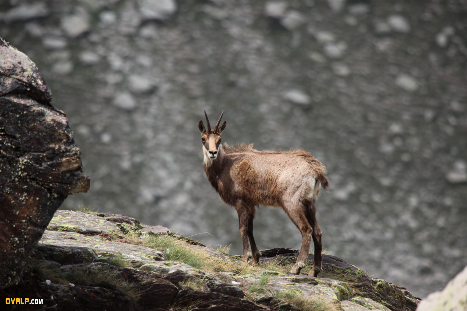 Vallee Merveille Faune Chamois 1