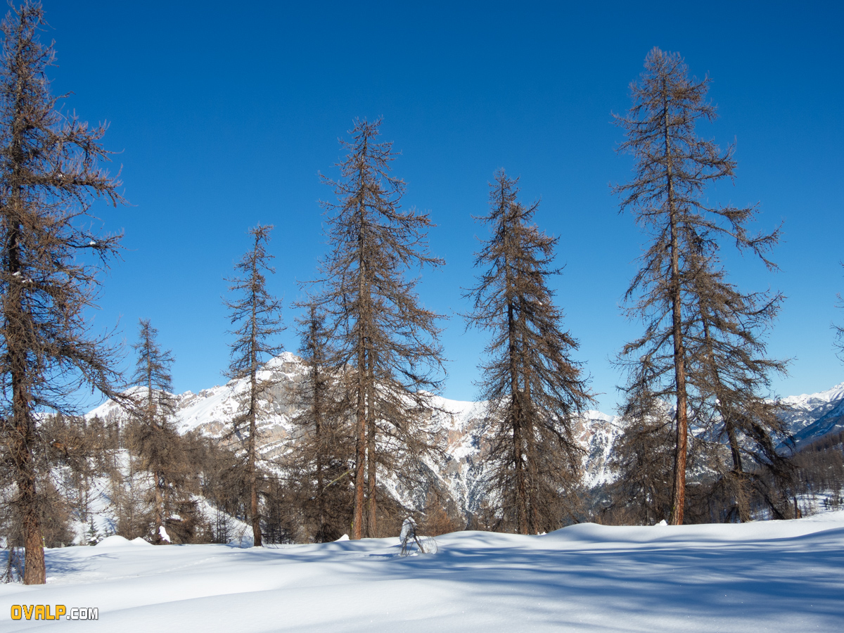 Rand Ski Oreac 5